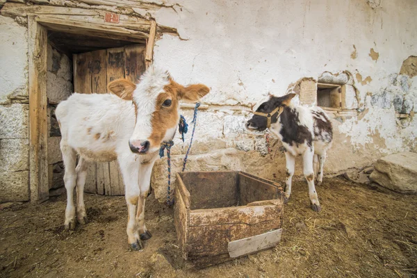 Liten bondgård och baby kor — Stockfoto