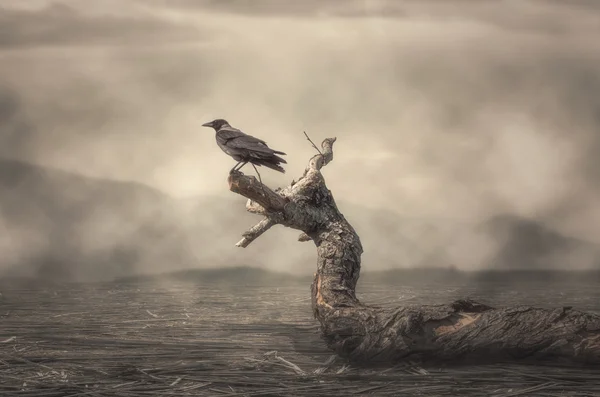 Sisli havalarda ağaçta tıraşlama karga