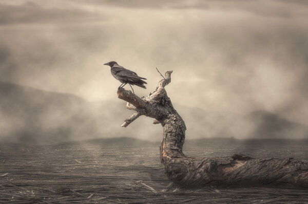 Ворона сидит на дереве в туманную погоду
