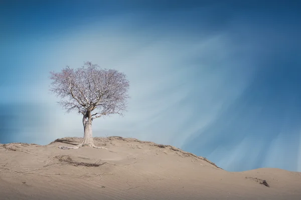 Toter Baum in der Wüste, — Stockfoto