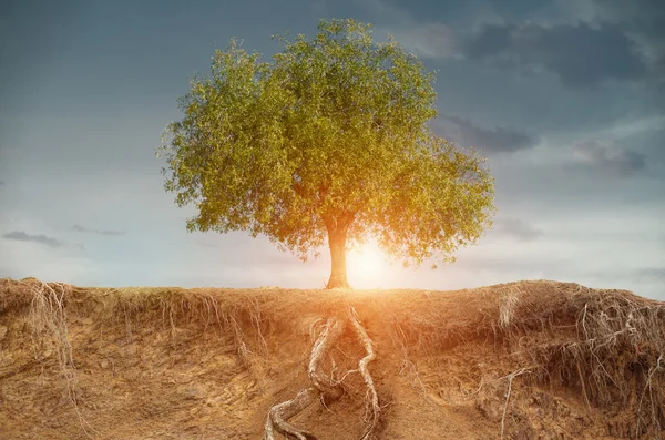 Baum im Spätsommer mit Feld — Stockfoto