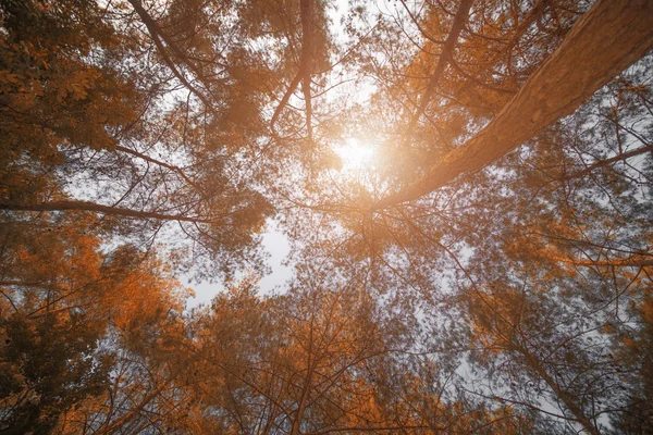 Färgglada höstträd i skogen — Stockfoto