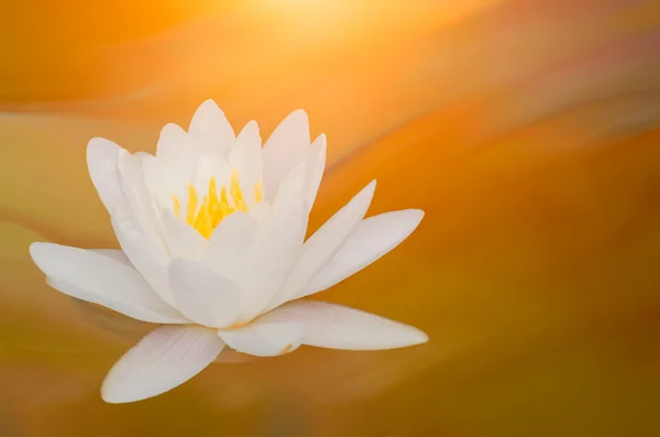 Portre üzerinde lotus yaprağı ile boşaltmak — Stok fotoğraf