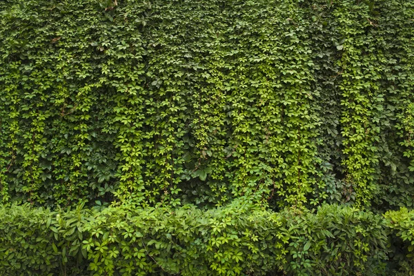 Folha verde parede fundo — Fotografia de Stock