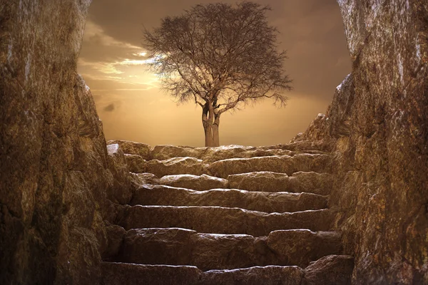 Árbol de invierno al atardecer con arriba —  Fotos de Stock