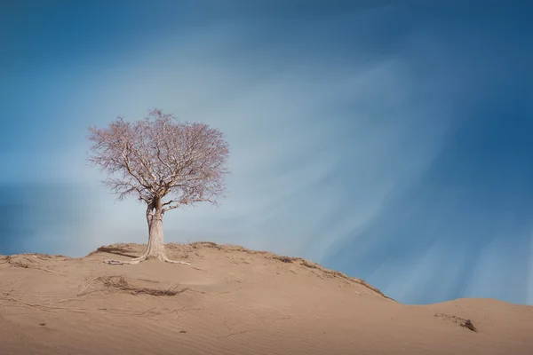 Arbre mort au désert , — Photo