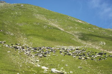 keçi yaz mera üzerinde