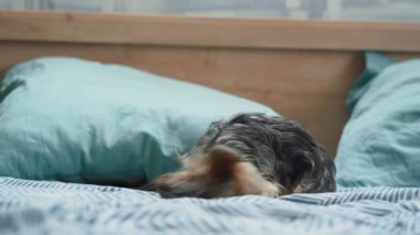 Küçük Yorkshire Teriyeri yatakta oynuyor.