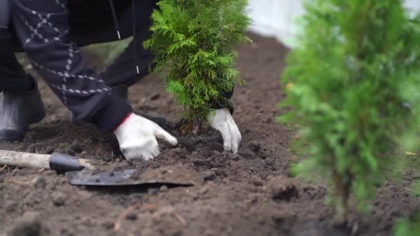 Ember ültet egy fát az udvarán — Stock videók