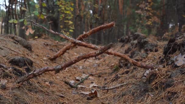 As raízes das árvores com teias da terra — Vídeo de Stock