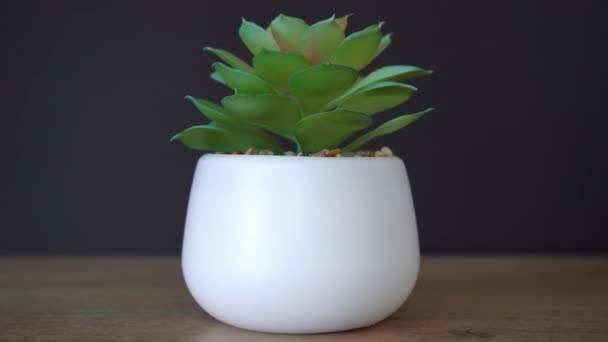 Зеленый цветок в белом горшке, стоящий на деревянном столе — стоковое видео