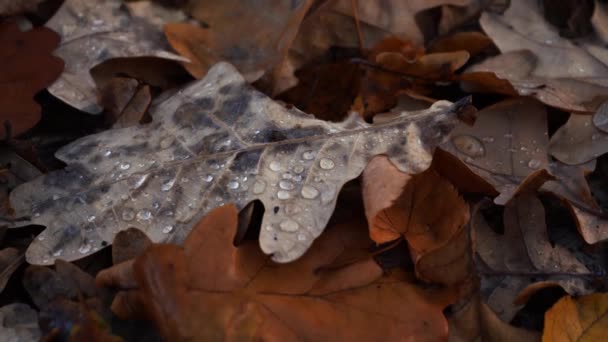 Gevallen bladeren van bomen met dauw close-up. herfsttijd — Stockvideo