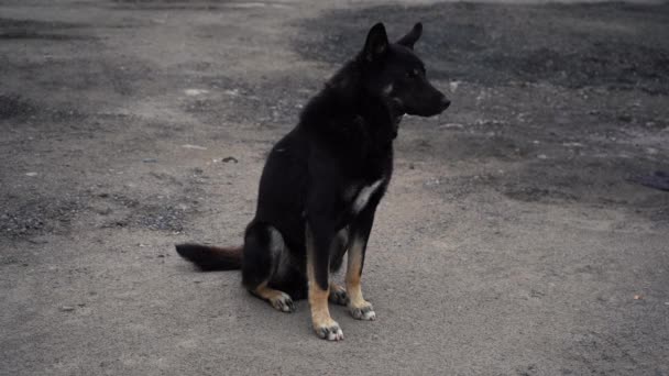 Perro patio negro sentado en el pavimento — Vídeos de Stock