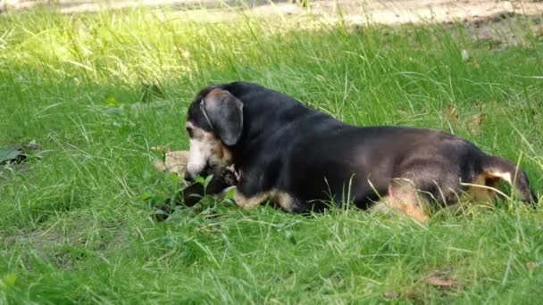 Dachshund está sentado en la hierba masticando un palo — Vídeo de stock