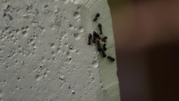 A hangyák összegyűltek egy kupacban és ettek. közelről — Stock videók