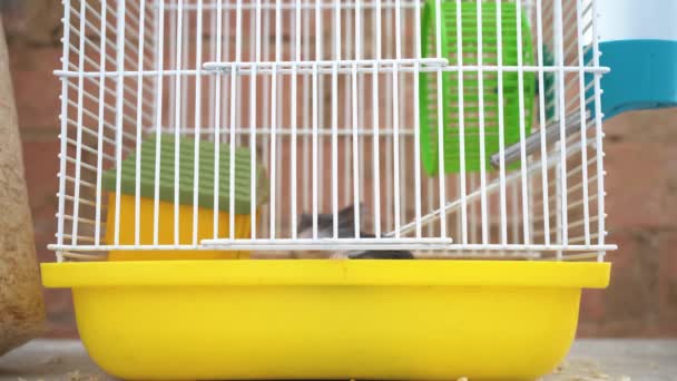 O Hamster está a tentar sair da jaula. — Vídeo de Stock