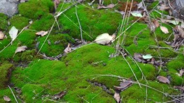 Yosun yıllarca ıssız bir yerde birikmiş.