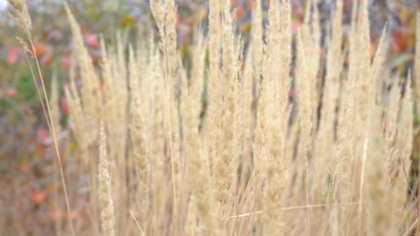 Колоски пшеницы развиваются на ветру — стоковое видео