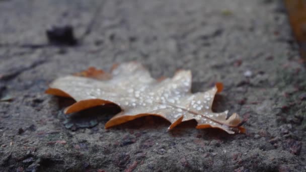 A folha está deitada no asfalto. hora de outono — Vídeo de Stock