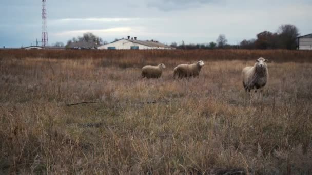 Vários carneiros estão de pé em um campo — Vídeo de Stock