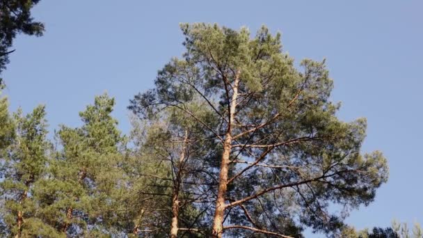 Hoge dennen met uitzicht van onderaf — Stockvideo