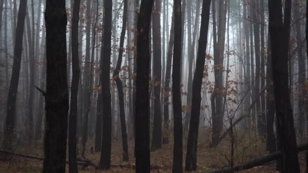 Осенний лес в густом тумане — стоковое видео