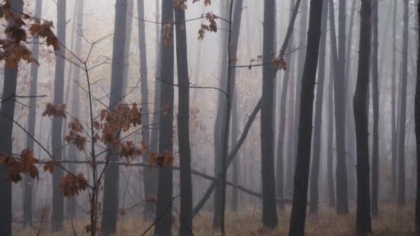 Bosque otoñal en niebla densa — Vídeos de Stock