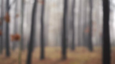 Sisli sonbahar ormanı bulanık