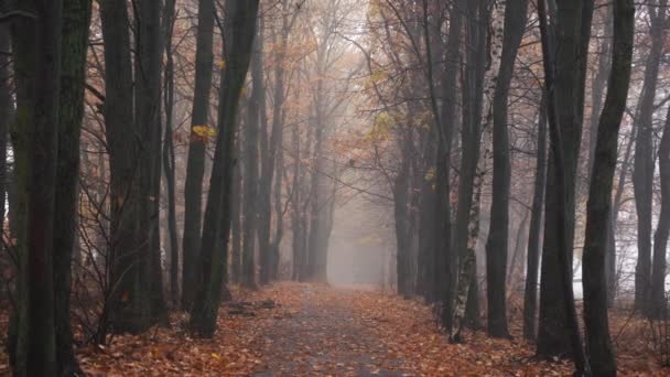 Φθινοπωρινό δάσος σε πυκνή ομίχλη — Αρχείο Βίντεο