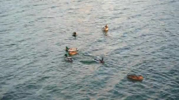 Stado kaczek pływa po jeziorze — Wideo stockowe