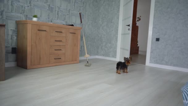 Perro mascota pequeña huyendo de la aspiradora — Vídeos de Stock