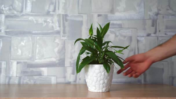 Un hombre limpia una mesa en la que hay una flor en una olla — Vídeos de Stock