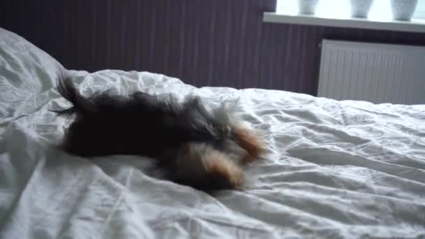 Lilla Yorkshire terrier ligger på sängen — Stockvideo