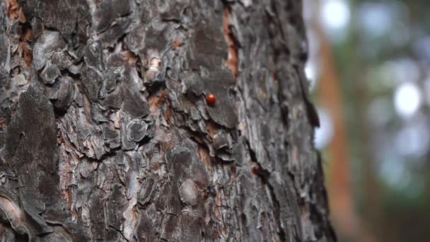 나무에 기어다니는 작은 곤충 — 비디오