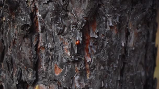 Hmyz protéká mezi stromy — Stock video