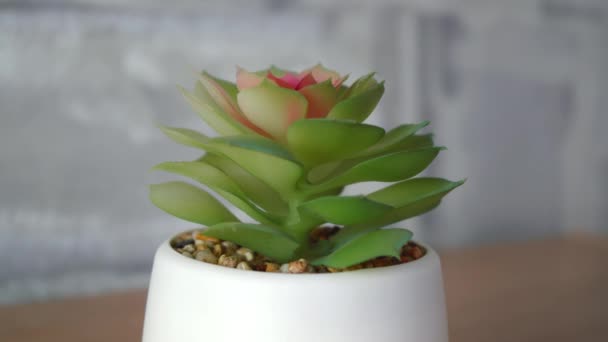 Ornamental plant close-up standing on a wooden table — Stock Video