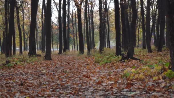 Őszi erdő kamerával mozgásban — Stock videók