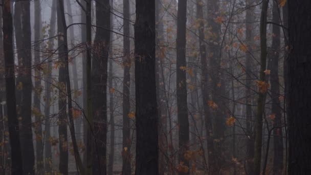 Осінній ліс зсередини вкритий туманом — стокове відео