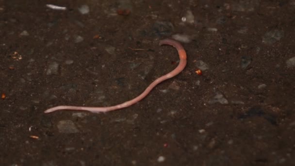 Um verme rasteja sobre o asfalto na chuva — Vídeo de Stock