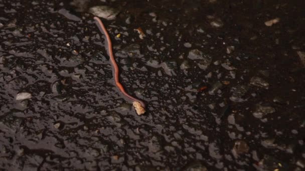 Ein Wurm kriecht im Regen auf dem Asphalt — Stockvideo