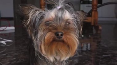 Küçük Yorkshire Teriyeri pencereden dışarı bakıyor.