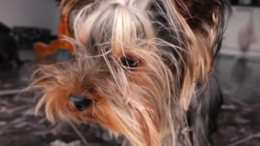 Küçük Yorkshire Teriyeri, yaklaşın.