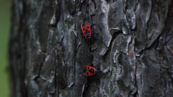 Маленькие насекомые бегают вокруг дерева — стоковое видео