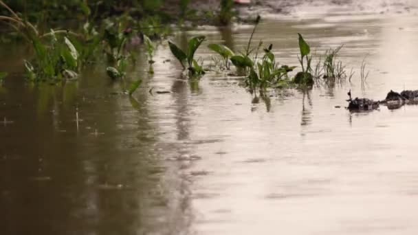 Duża kałuża, na którą uderza ulewa — Wideo stockowe