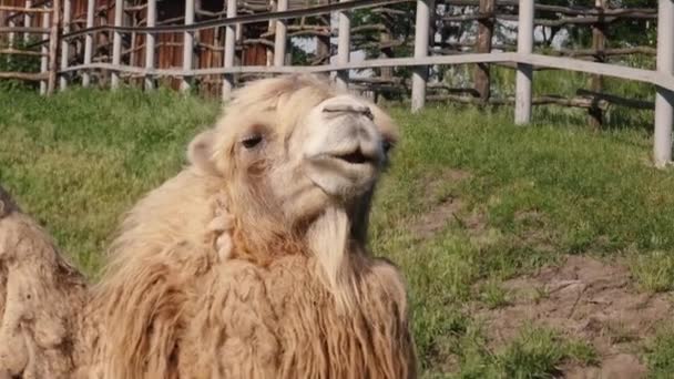 Camelo branco caminha no zoológico — Vídeo de Stock