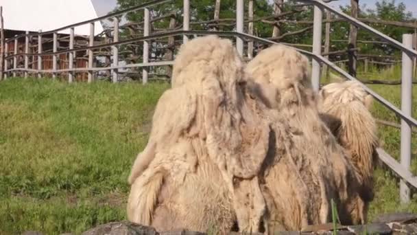 Weiße Kamele spazieren im Zoo — Stockvideo