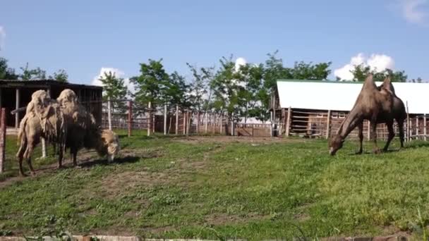 Λευκή καμήλα περπατά στο ζωολογικό κήπο — Αρχείο Βίντεο