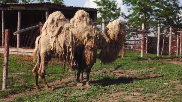 Camelo branco caminha no zoológico — Vídeo de Stock