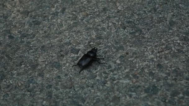 Big black beetle crawling on the asphalt — Stock Video