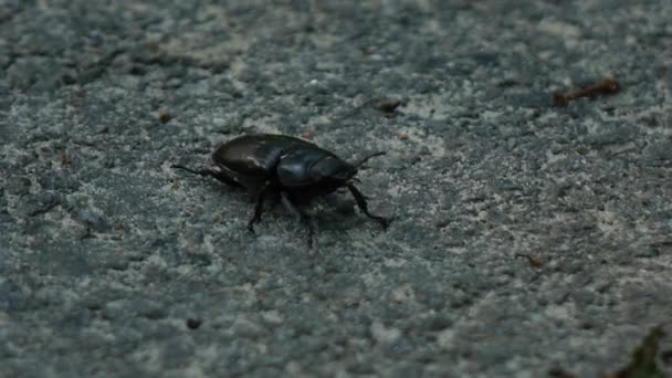 Gran escarabajo negro arrastrándose sobre el asfalto — Vídeos de Stock